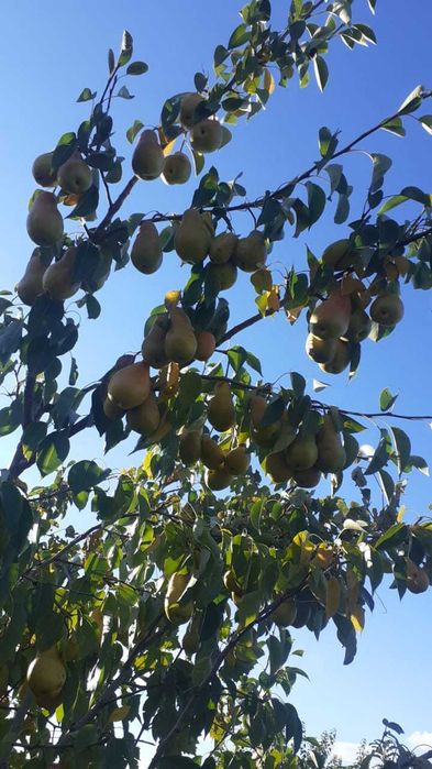 Плодовые деревья