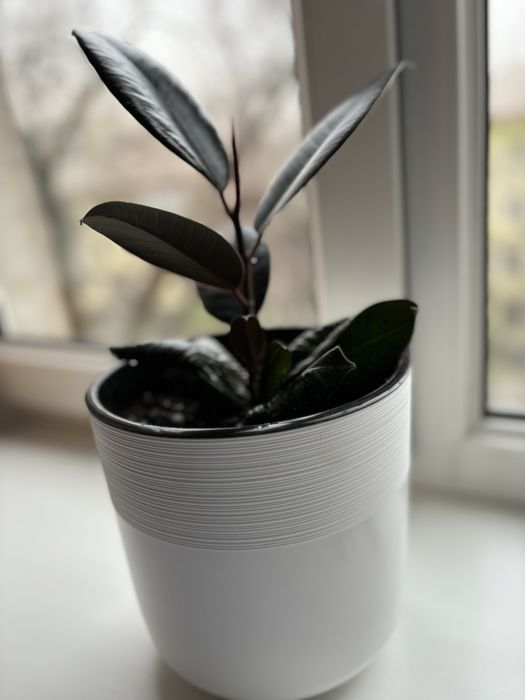 Комнатные цветы Фикус