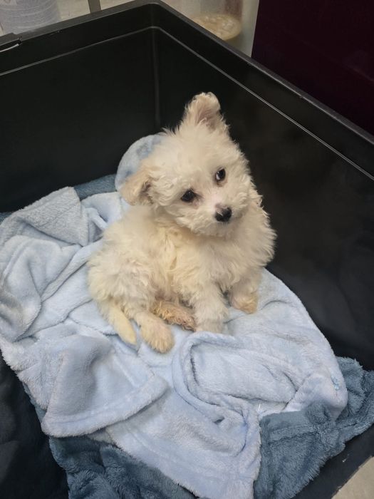 Se vinde  Bichon Maltez 1000 lei