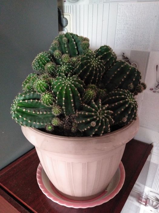 Кактус с детками