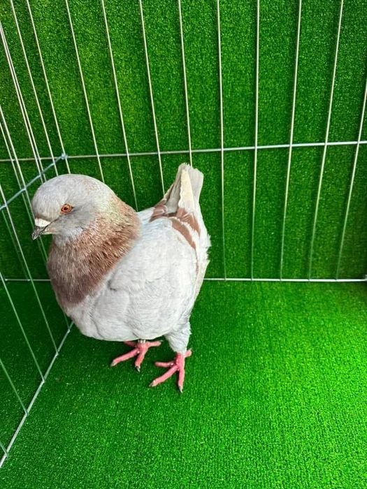 Porumbei King de calitate!