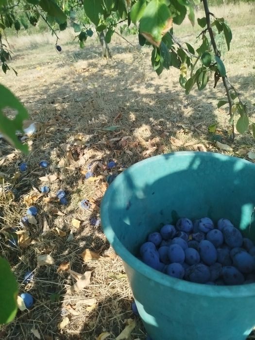 Prune de vânzare