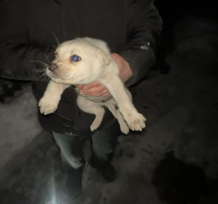 Отдам щенка в добрые руки