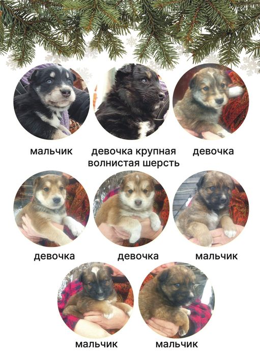 Отдаем щенят в добрые руки