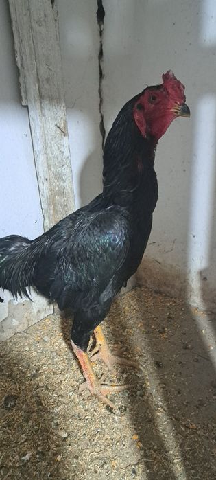 Продам  бойцовых   петухов  и курей