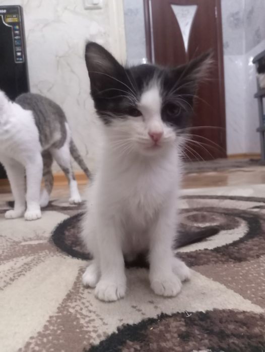 Отдам котят в хорошие руки