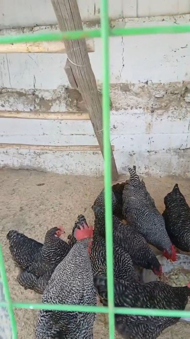 Амрокс парода тоза. 2+8