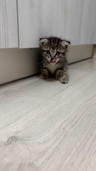 Котята шотобританцы :)