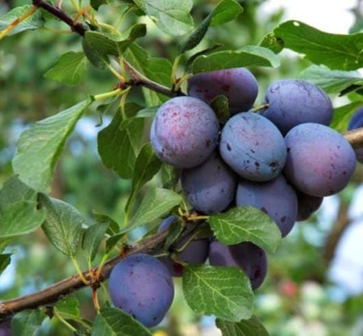 Деревья саженцы многолетные цветы