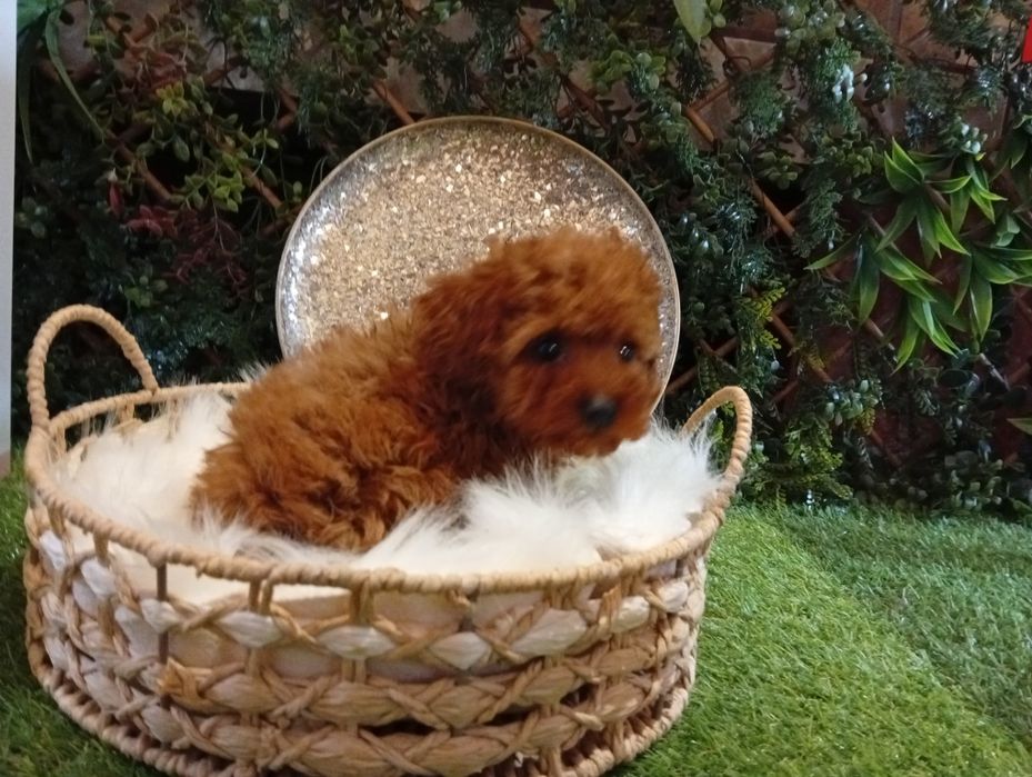 Pudel mini toy  rosu