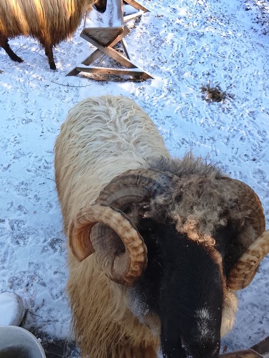 Vând berbec țurcan 1 an jumătate