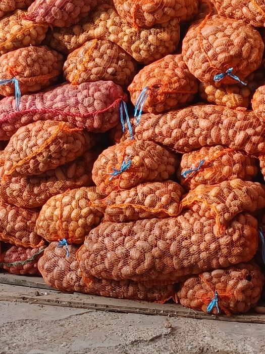 Cartofi de sămânță și animale 0,80.  ron transport gratuit