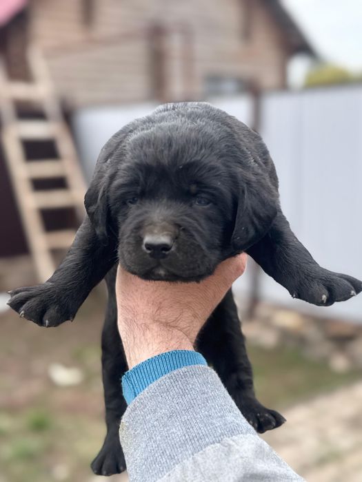 Лабрадор щенята