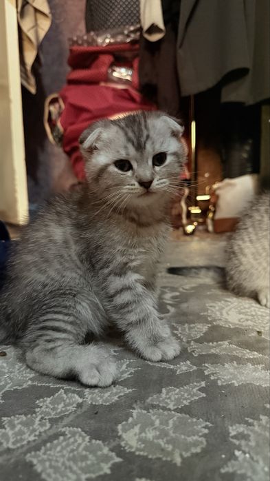 Продаются котята почти 2 месяца им , парода: шиншила веслоухие 3 шт