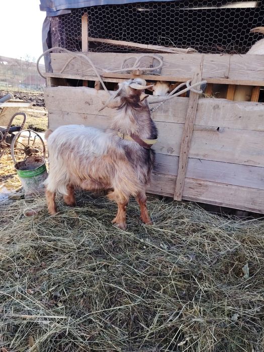 Țap de vânzare comuna Iclod sat Orman