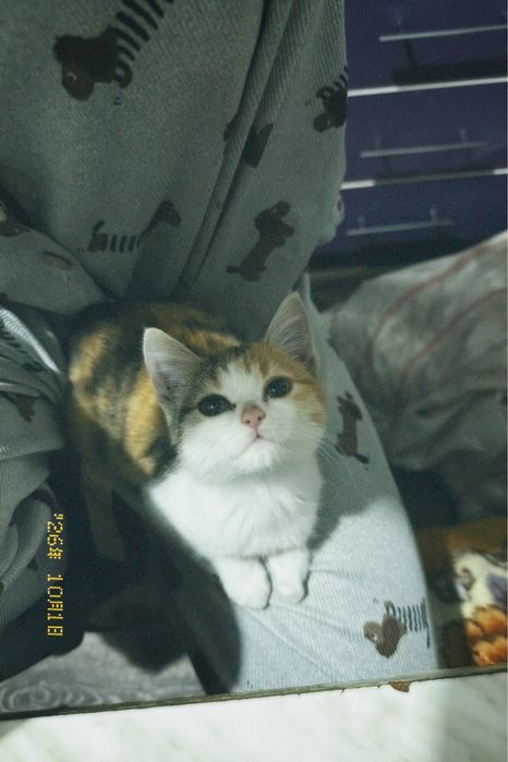 котенок трехцветный