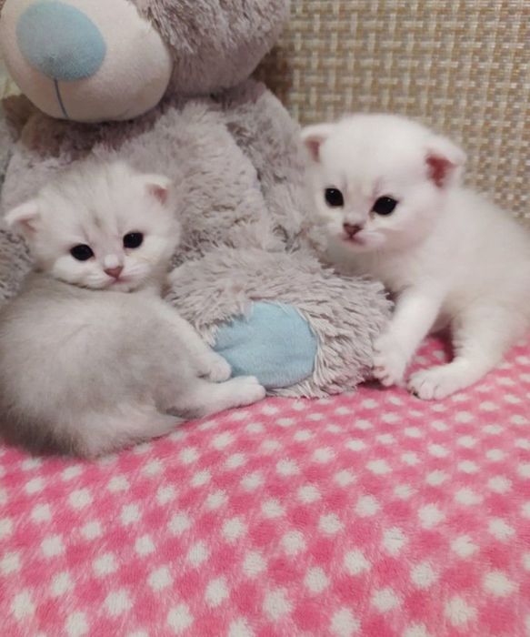 Шиншилла кот на вязку