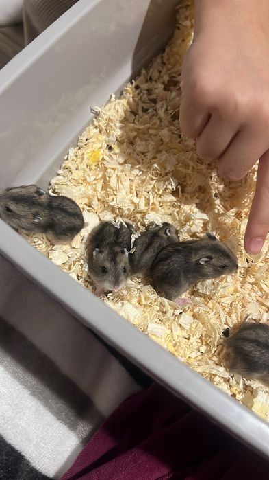 Donez hamsteri pitici !