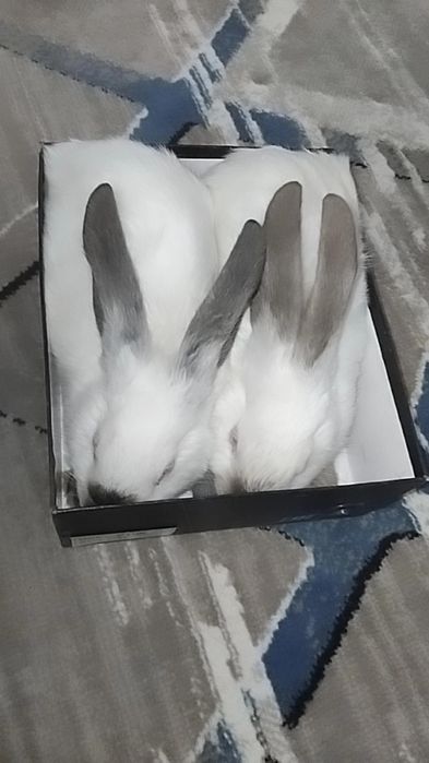 Kaliforniya zotli quyonla sotiladi 2 oylikdan o‘ti