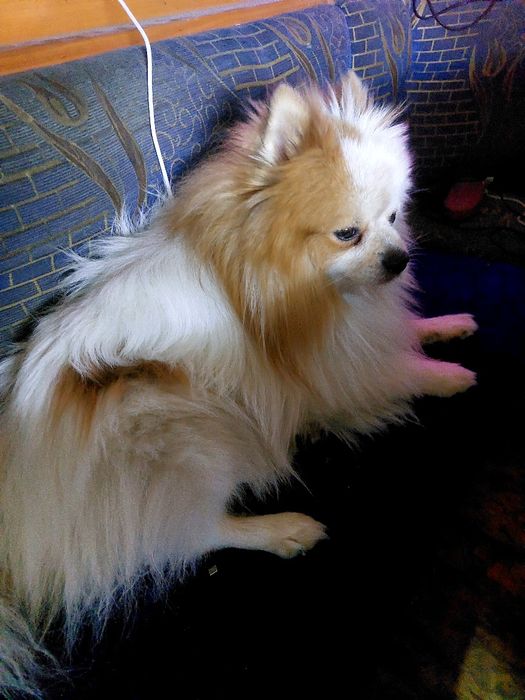 Пропала собака немецкий шпиц.