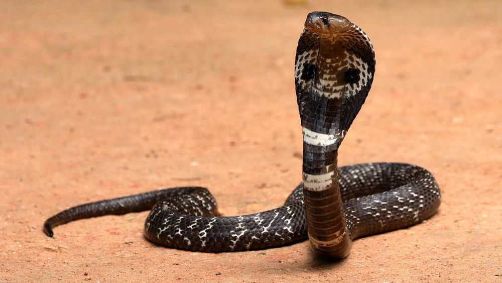 Дезинфекция Dezinfeksiya дезинсекция дератизация Змей ilon илон