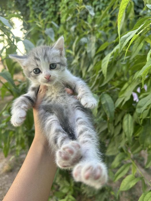 Отдам котенка в добрые руки