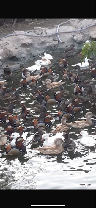 Rate mandarine din crescatorie