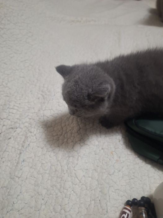 Продаю девочку британку