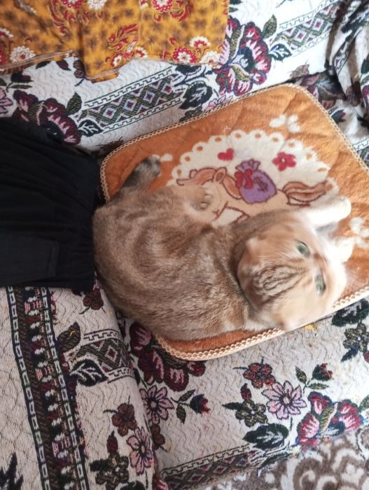 Кошка вислаушка стерельная