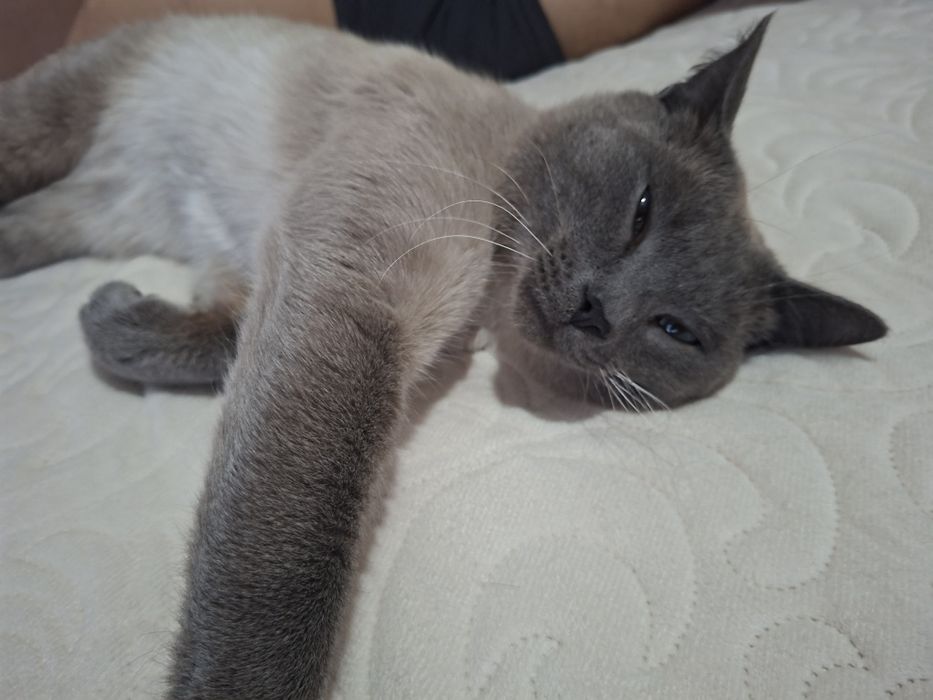 Кот ищет кошку для вязки