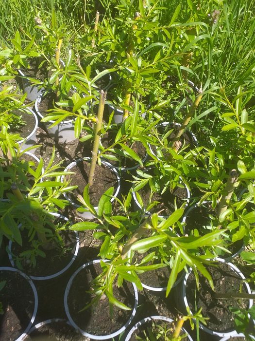 Vand sălcii pletoase la ghiveci  și arbori de mătase la ghiveci