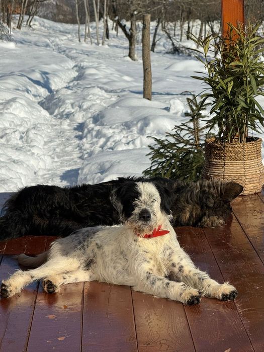 Cațelușă spre adopție (Pată)