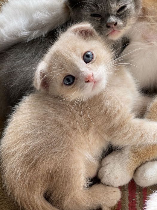 Котята(серая девочка,остальные мальчики)