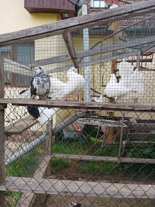 Porumbei pawa  frumoși