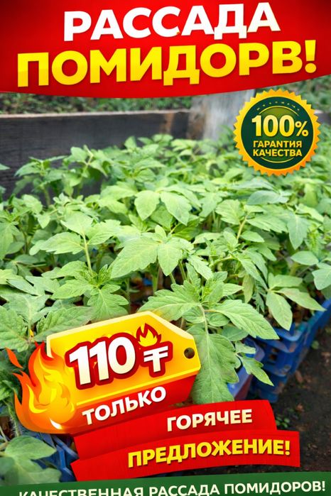 Рассада качество 100