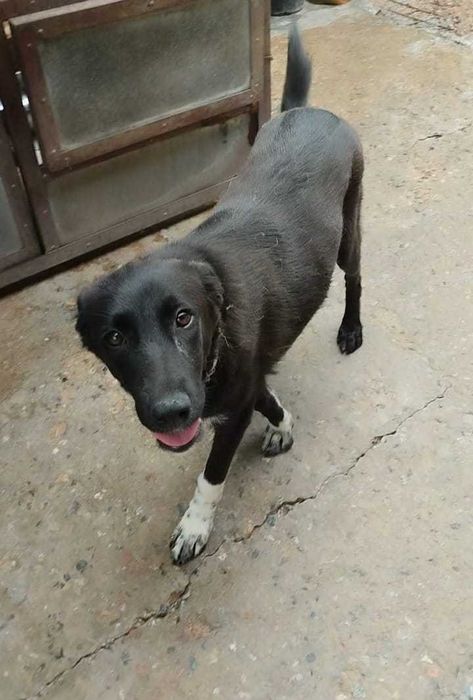 Пристраивается собачка