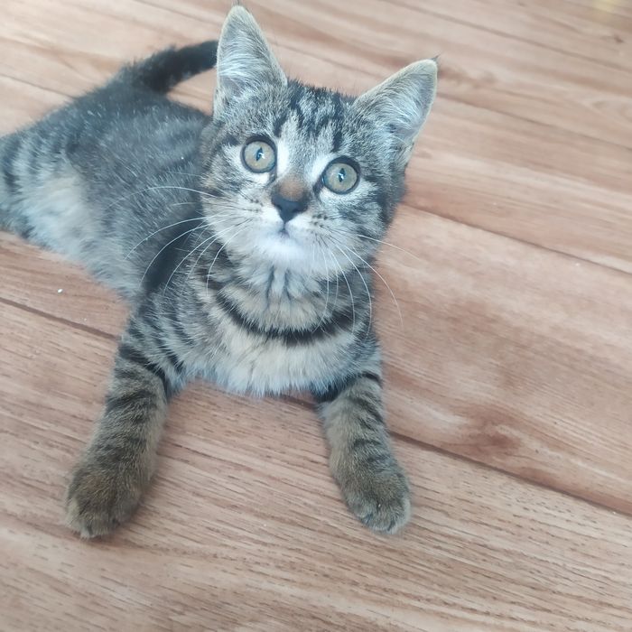 Очень красивая кошка