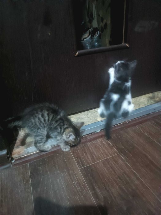 Отдам котят в хорошие руки