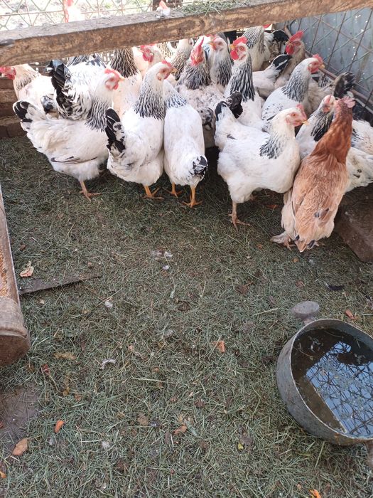 Продам курей серебристый Адлер