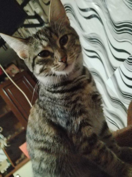 Подарявам много красиви домашни котенца