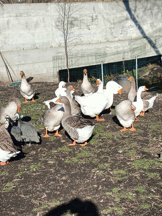 Vând gâște Toulouse și puii de wyandotte și brahma..