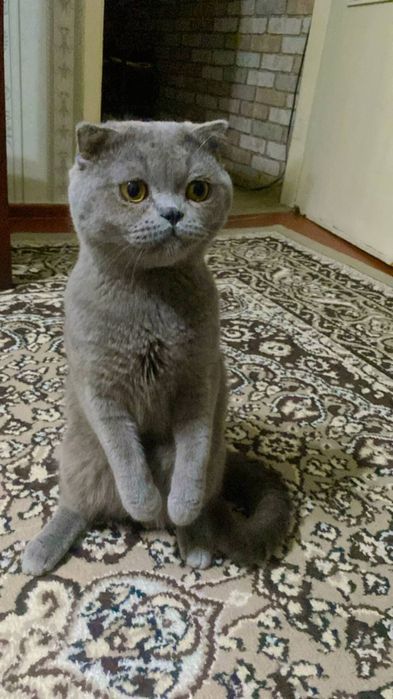 Мушук сотилади Скотш фулд