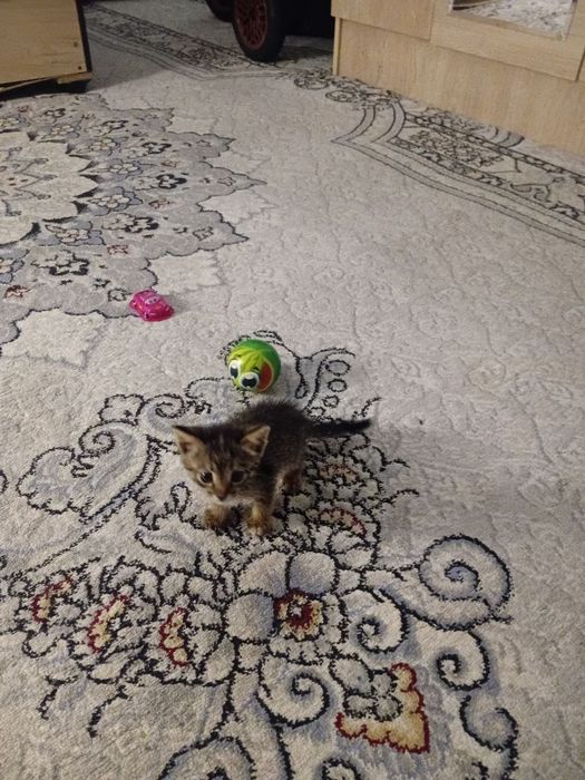 Отдадим в хорошие руки бесплатно