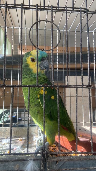 Синьо чела женска амазона