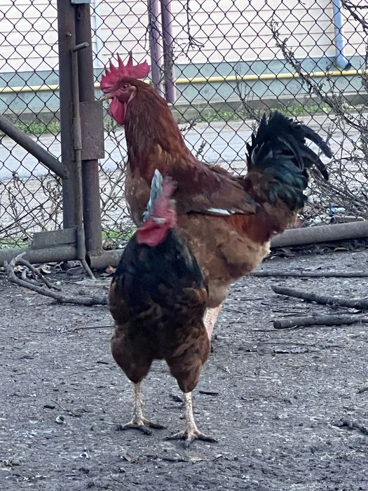 Продавам домашни петли