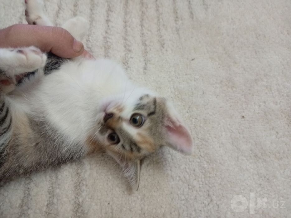 Котята в хорошие руки