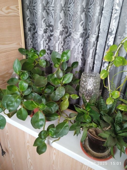 Цветы комнатные разные