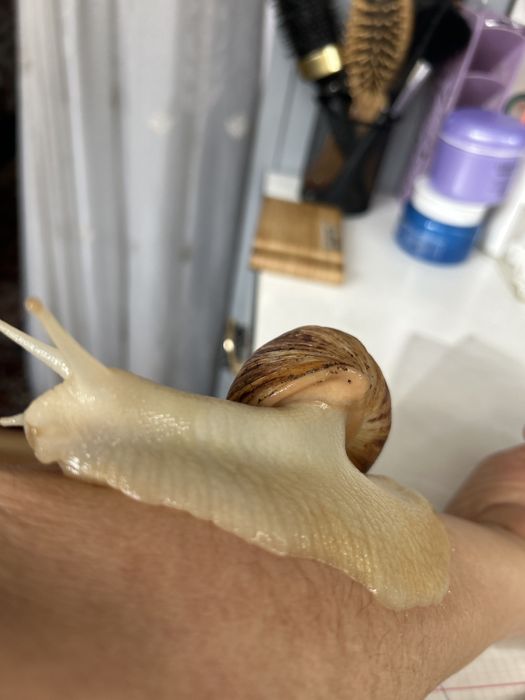 Отдам улитку бесплатно