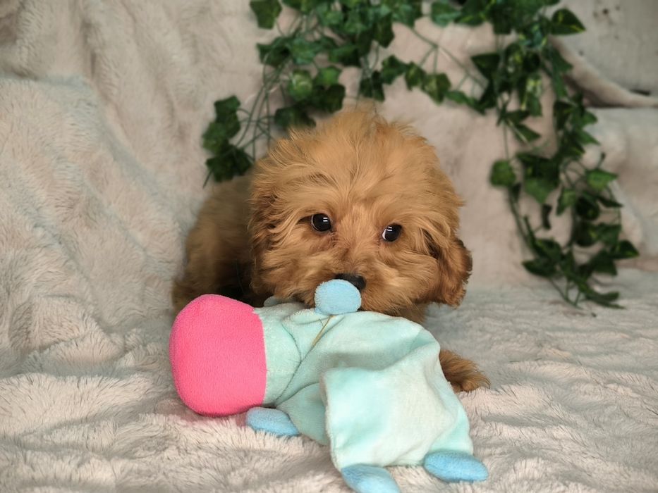 Vand baietel Cavapoo F1. Pasaport si microcip