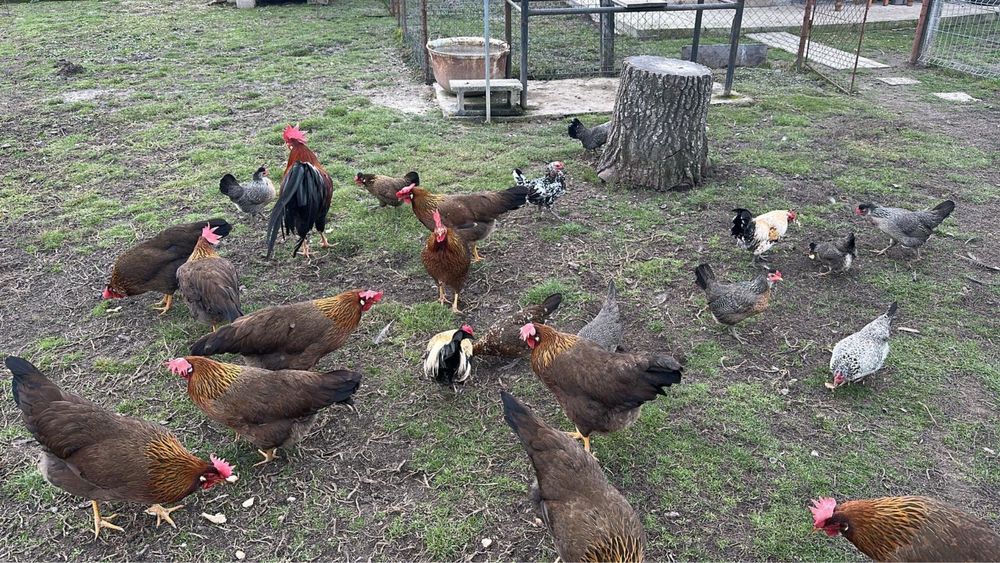 Vand oua de incubat din gaini rasa italian potarnichiu